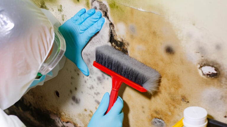 Choosing the Right Mold Remediation Service in Glenview | GCPRO